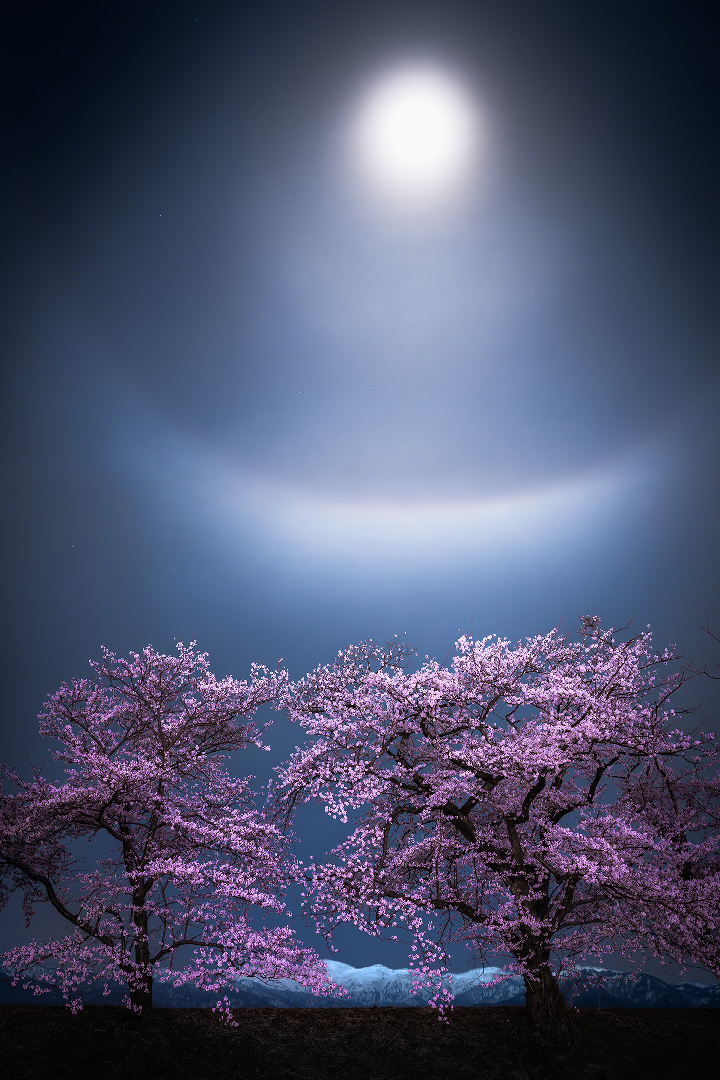 Setsu-getsu-ka is a traditional Japanese expression that means ‘snow, moon and flowers’. This photograph captures that trio at the Funakawa River by framing Mount Asahi – Asahi’s symbolic peak – and cherry blossom trees under a lunar halo and a rare, faint tangent arc